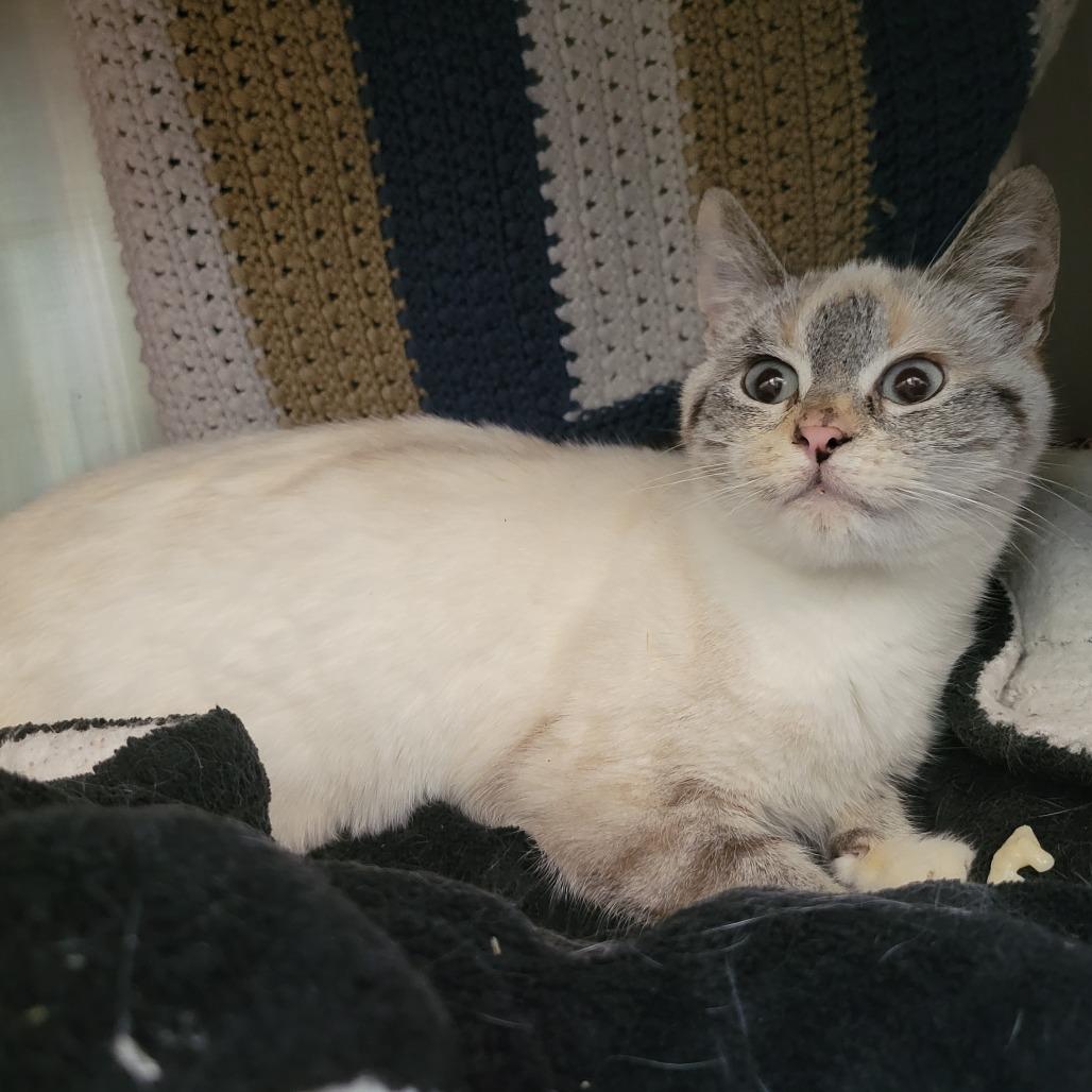 Jinx, a Adoptable Domestic Short Hair in Nashville, IN image 3/3