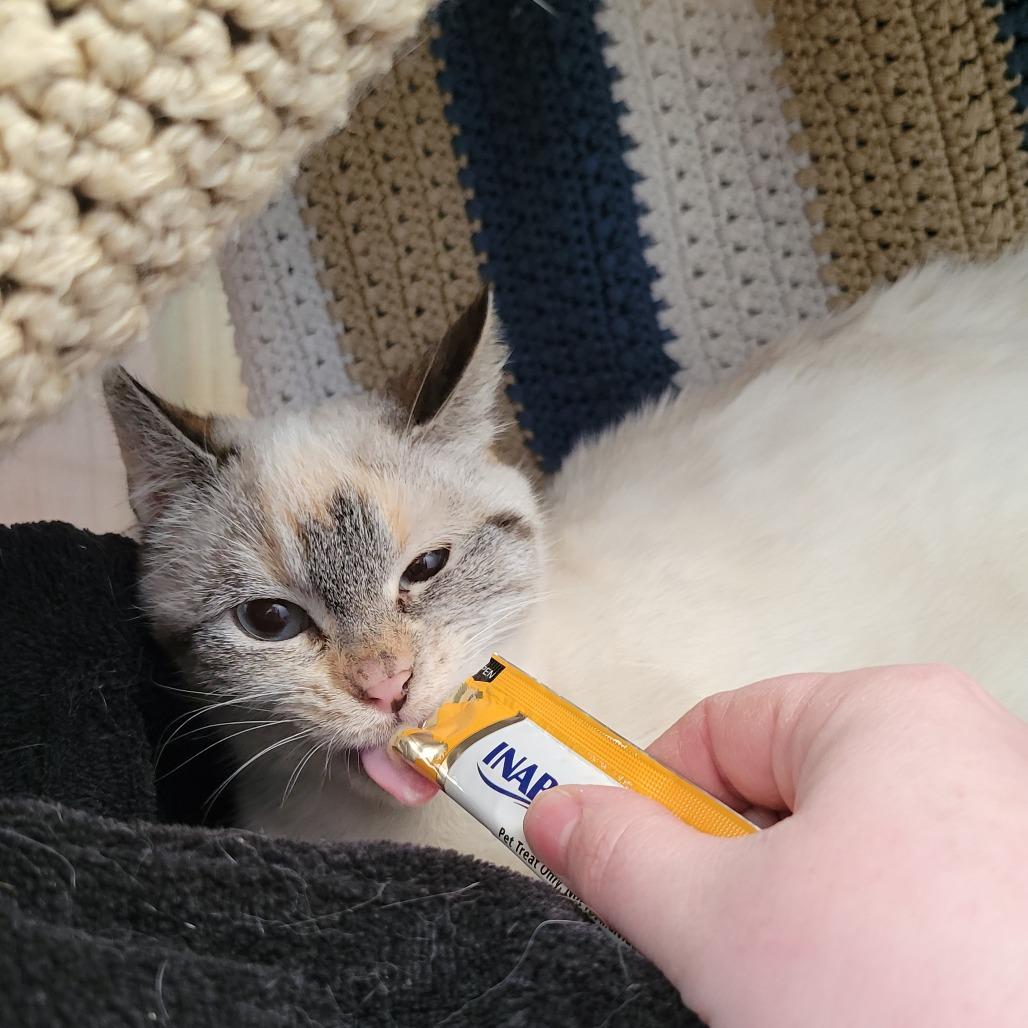 Jinx, a Adoptable Domestic Short Hair in Nashville, IN image 3/3