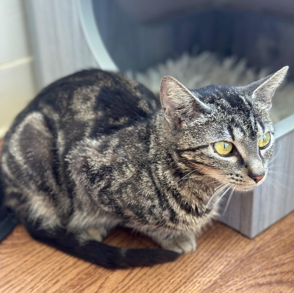 Honey, Adoptable, Young Female Domestic Short Hair.