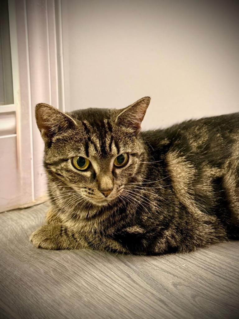 Honey, a Adoptable mixed breed in Waynesville, MO image 2/2