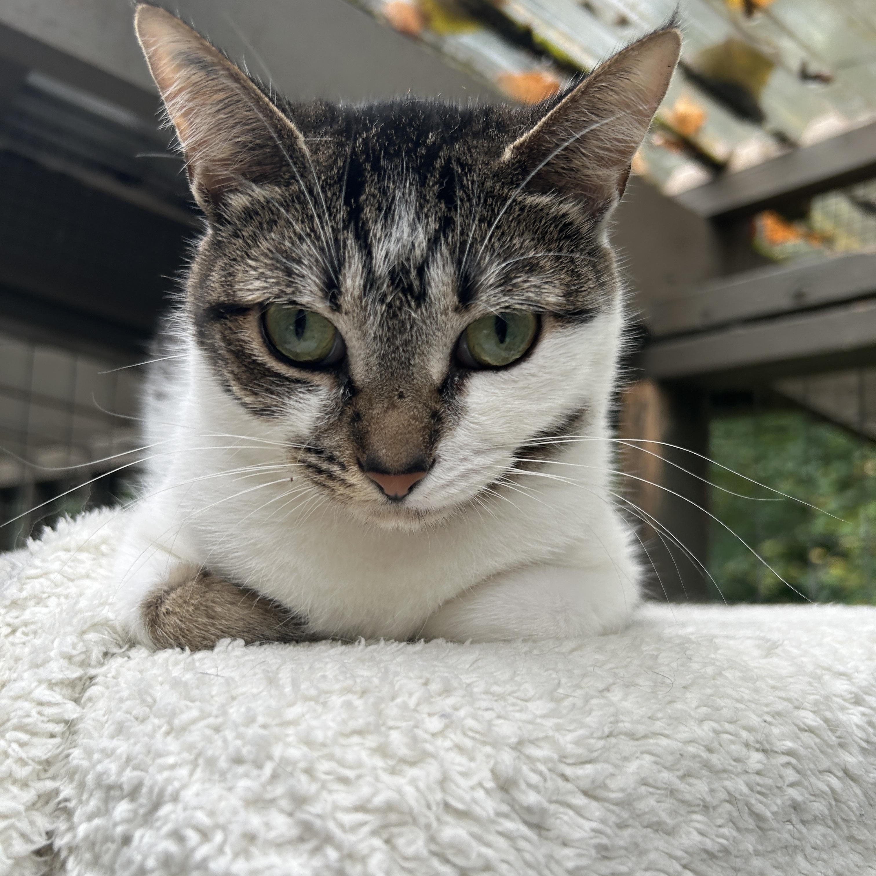 Enlarge Eartha, a ADOPTABLE Tabby in Maple Ridge, BC image 4/6