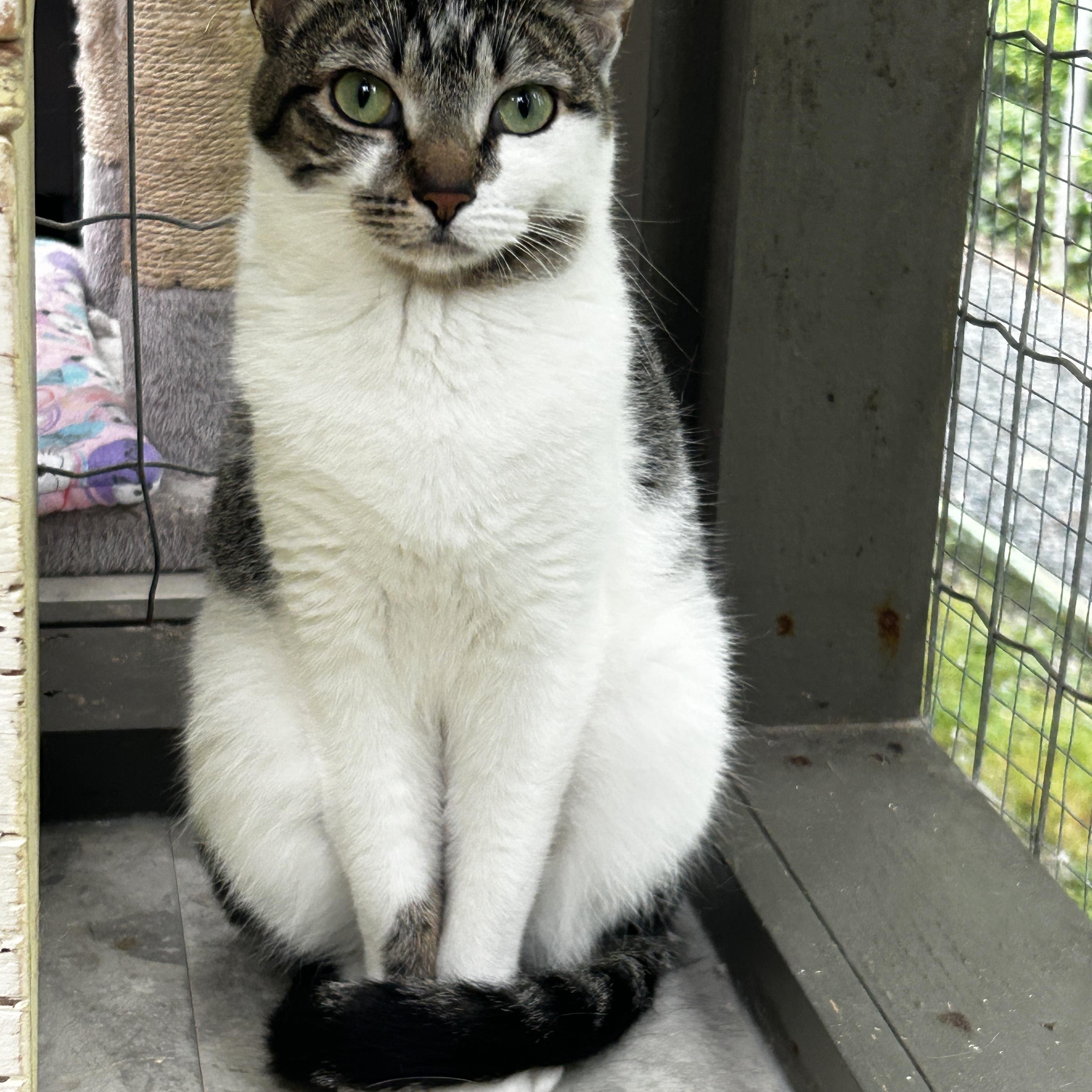 Enlarge Eartha, a ADOPTABLE Tabby in Maple Ridge, BC image 3/6