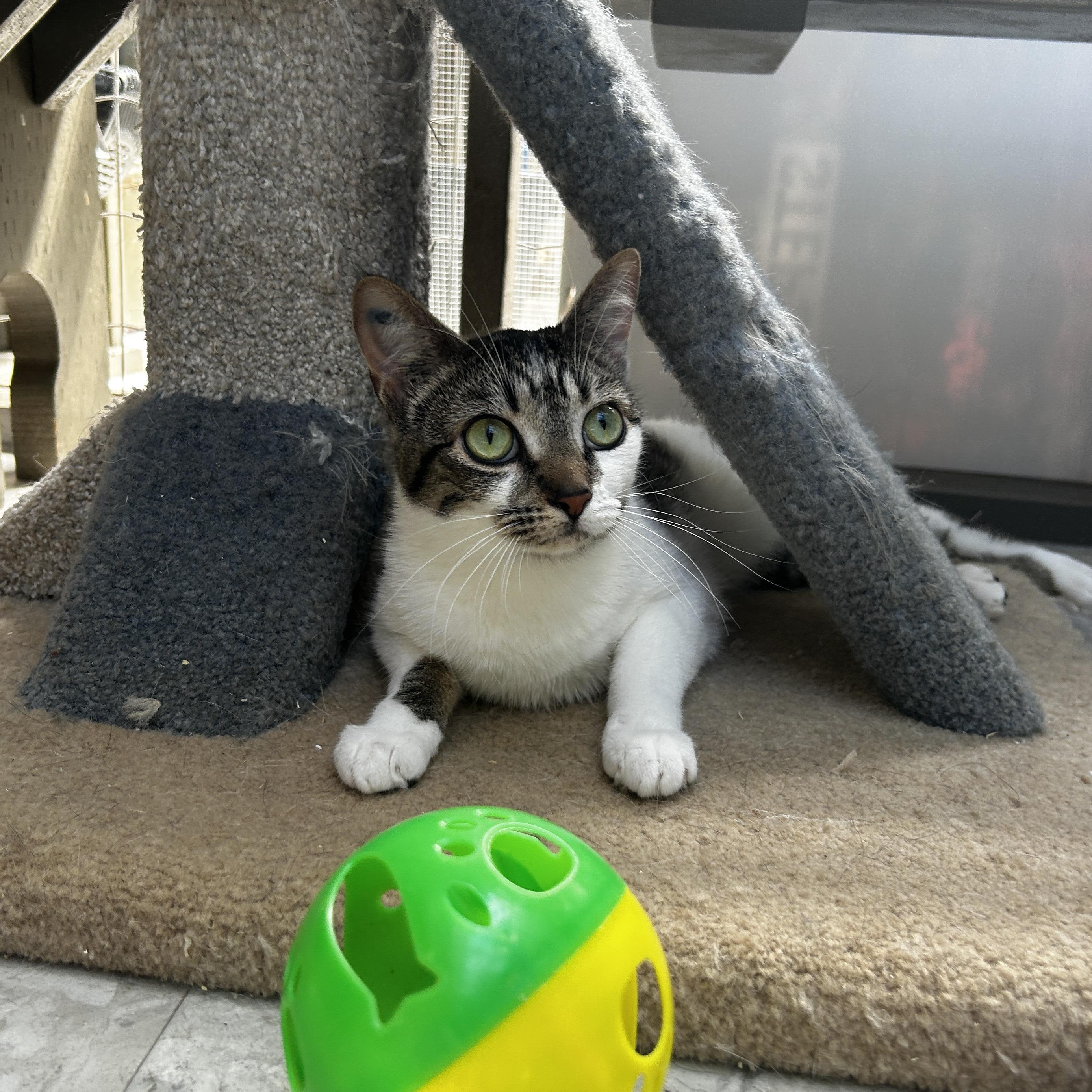 Enlarge Eartha, a ADOPTABLE Tabby in Maple Ridge, BC image 5/6