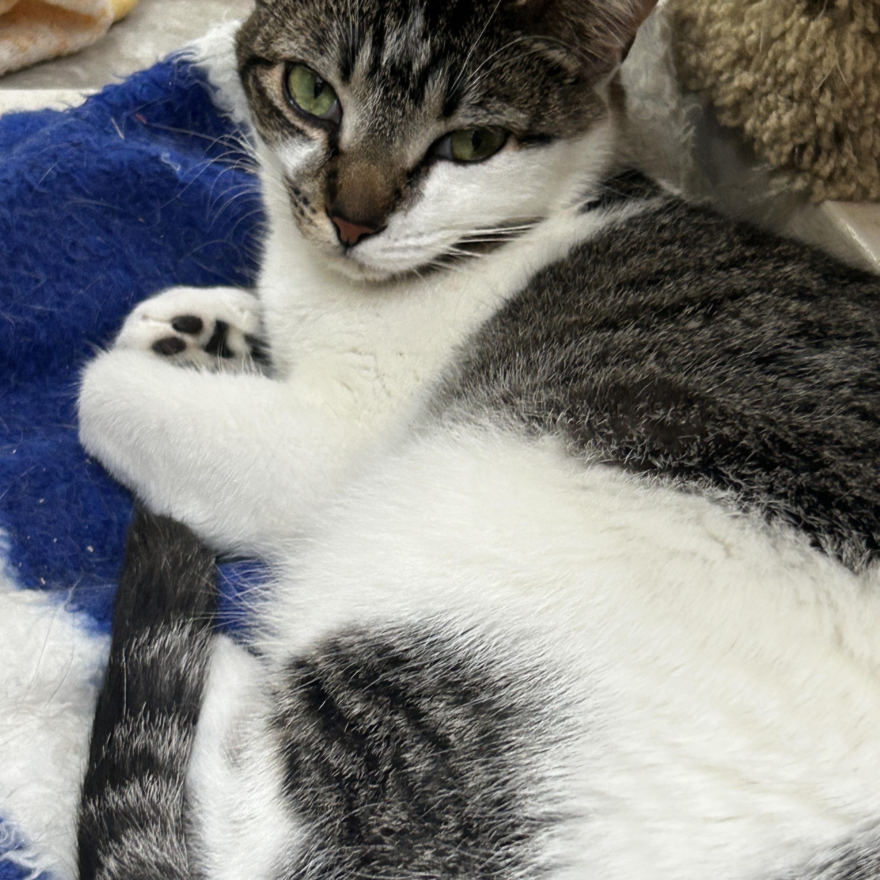 Enlarge Eartha, a ADOPTABLE Tabby in Maple Ridge, BC image 2/6