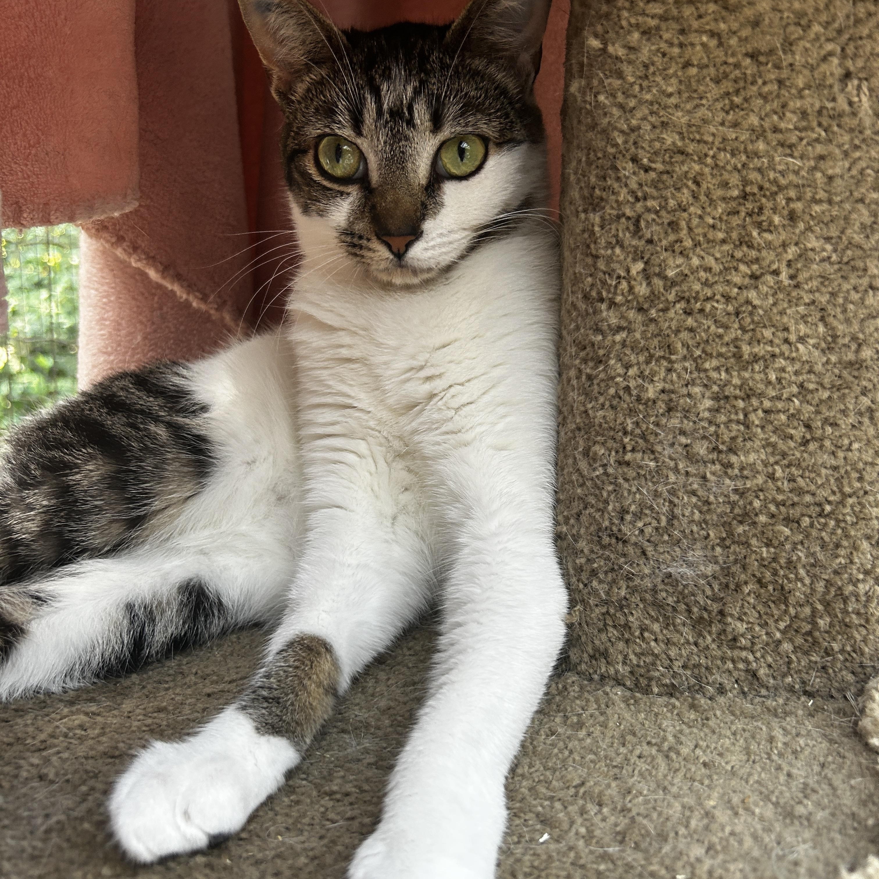 Enlarge Eartha, a ADOPTABLE Tabby in Maple Ridge, BC image 6/6