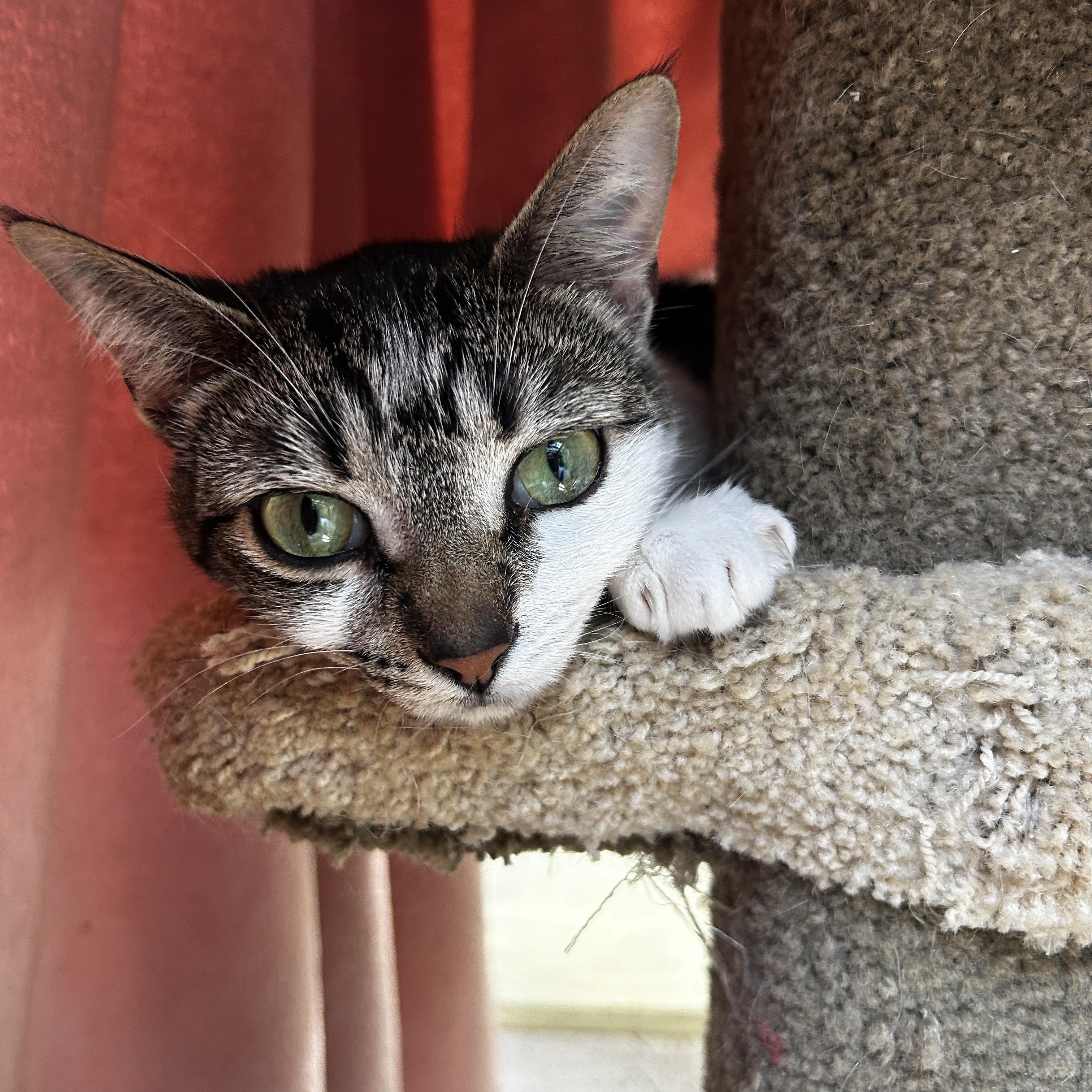 Eartha, ADOPTABLE, Young Female Tabby.
