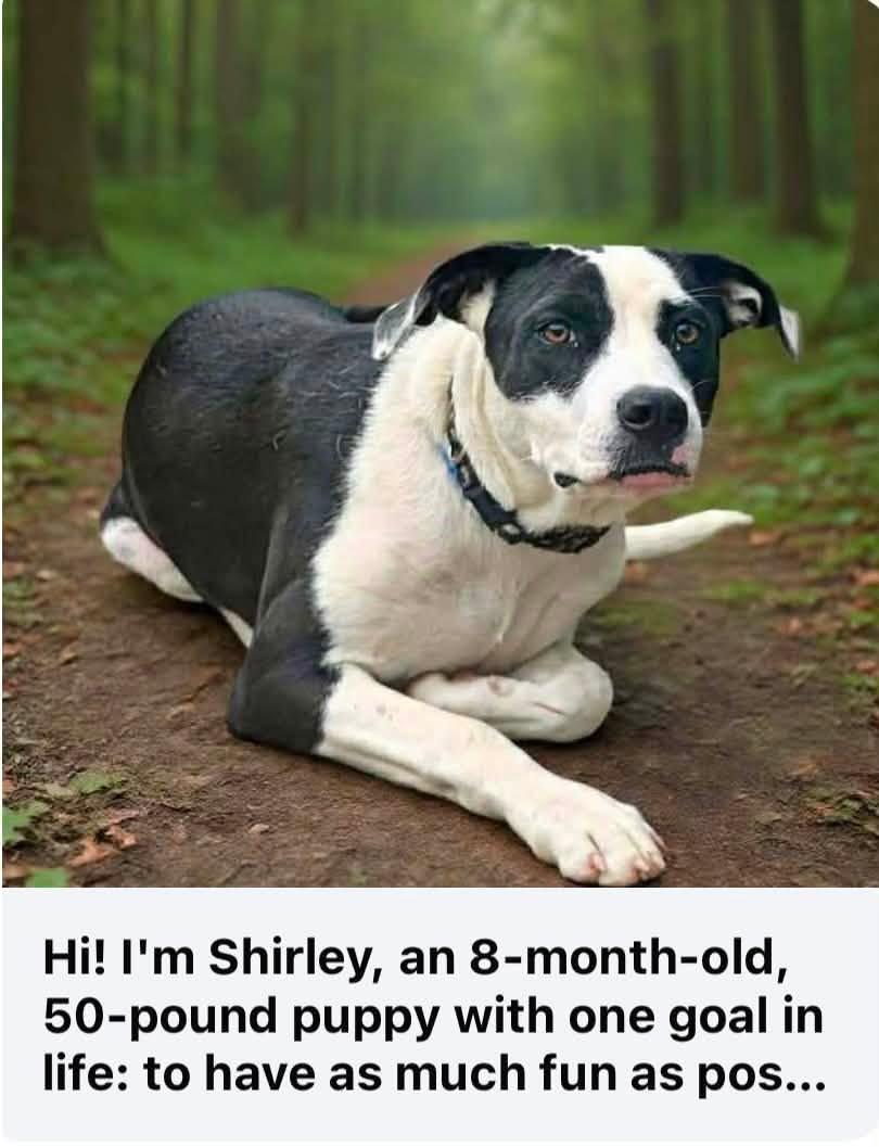 Shirley Puppy, Adoptable, Young Female Mixed Breed.