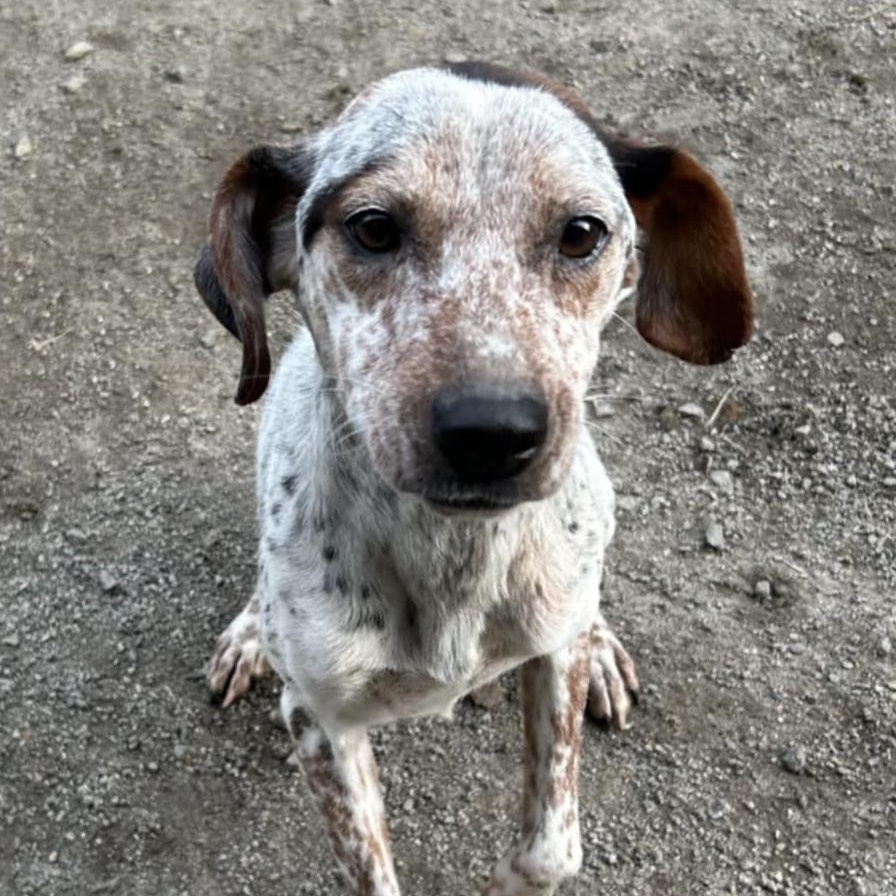 Enlarge Analeigh, a ADOPTABLE mixed breed in Orange, VA image 2/3