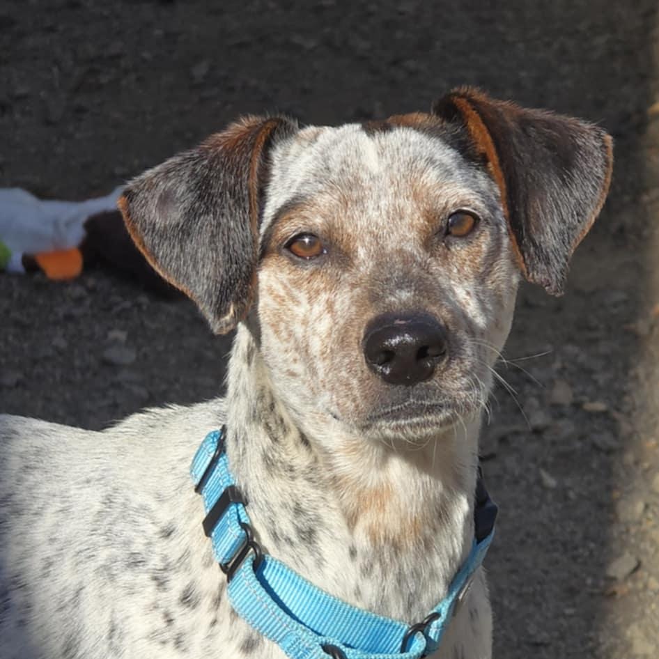 Enlarge Analeigh, a ADOPTABLE mixed breed in Orange, VA image 1/3