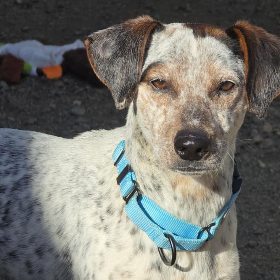 Enlarge Analeigh, a ADOPTABLE mixed breed in Orange, VA image 3/3