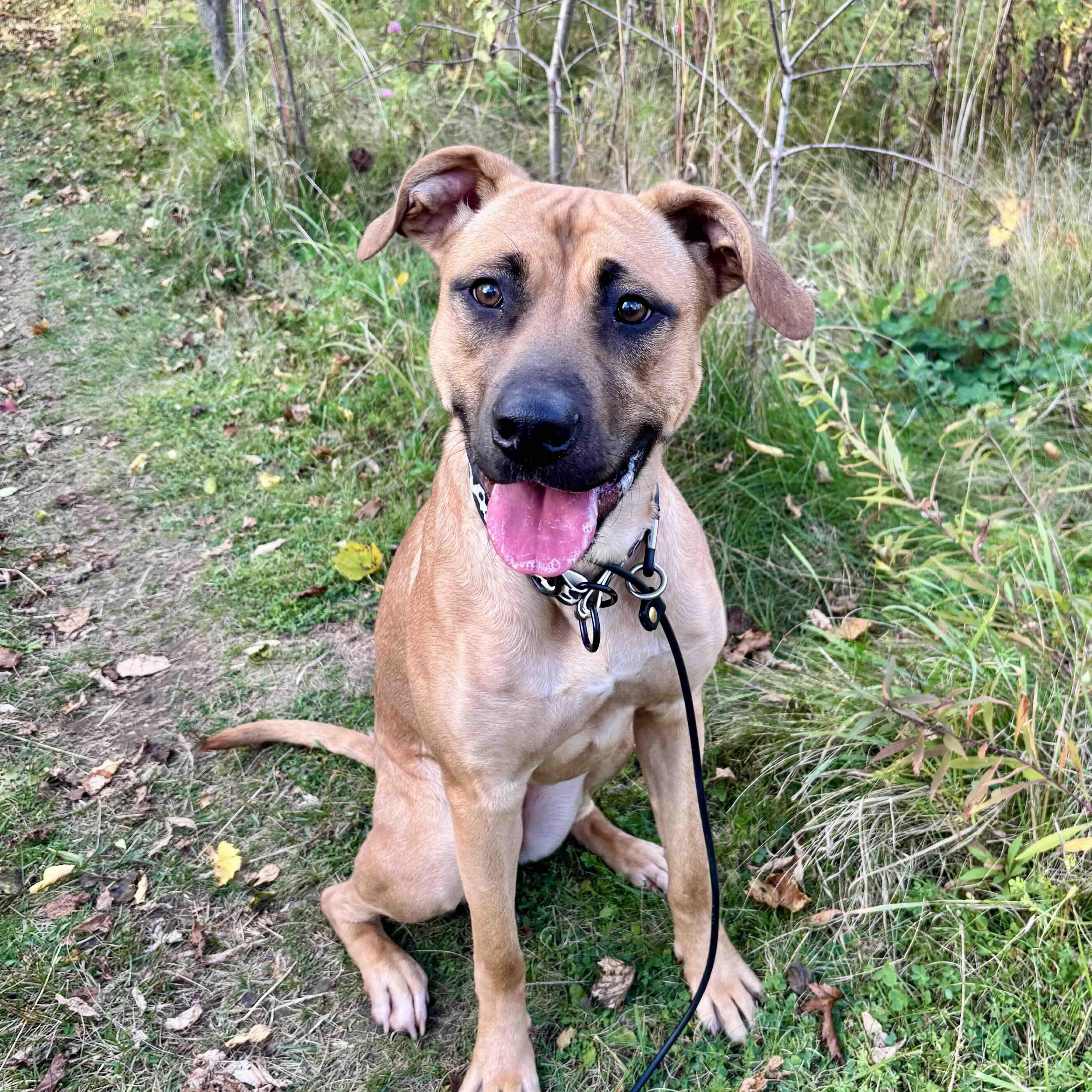Enlarge Arabella, a Adoptable Mixed Breed in Guelph, ON image 5/6