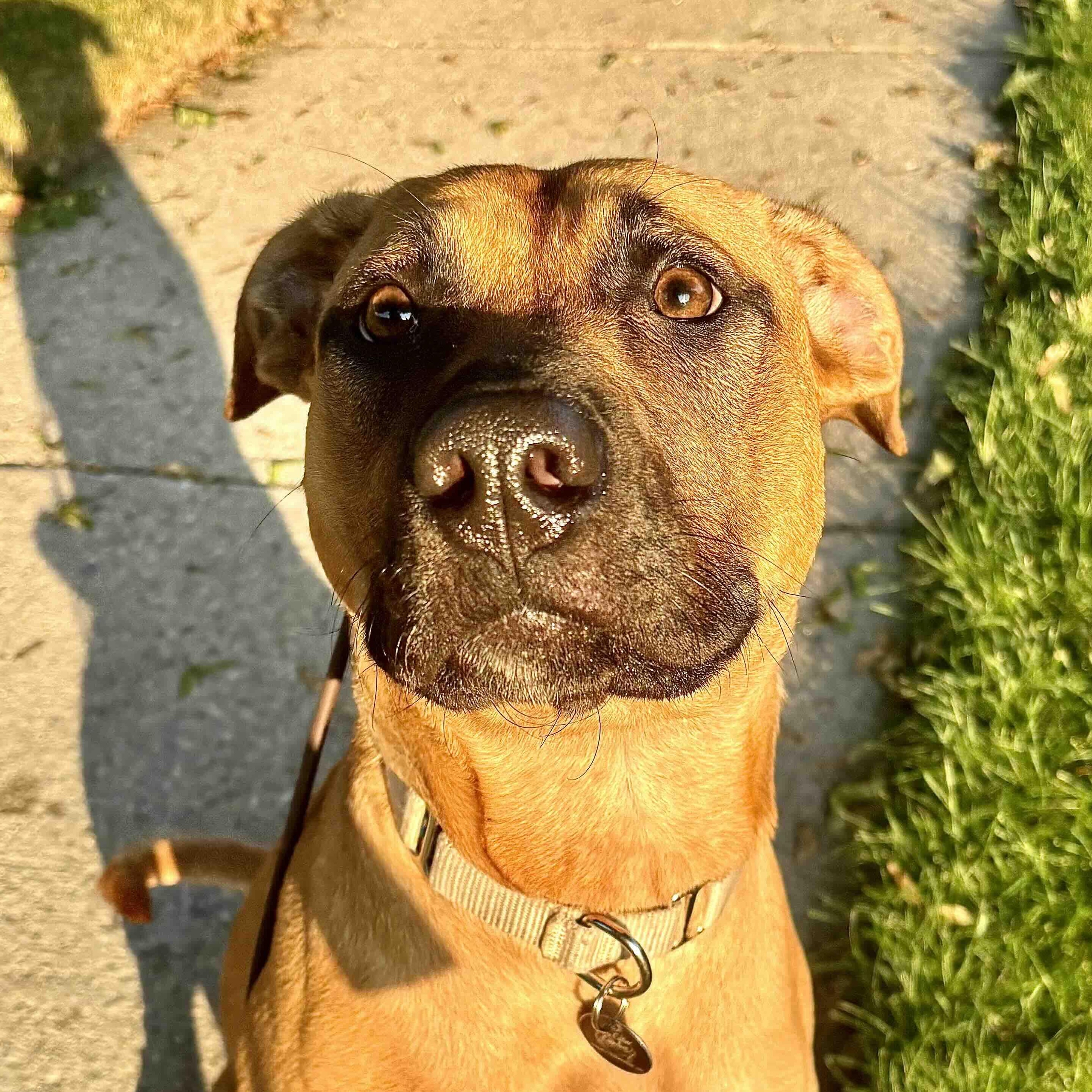Enlarge Arabella, a Adoptable Mixed Breed in Guelph, ON image 4/6