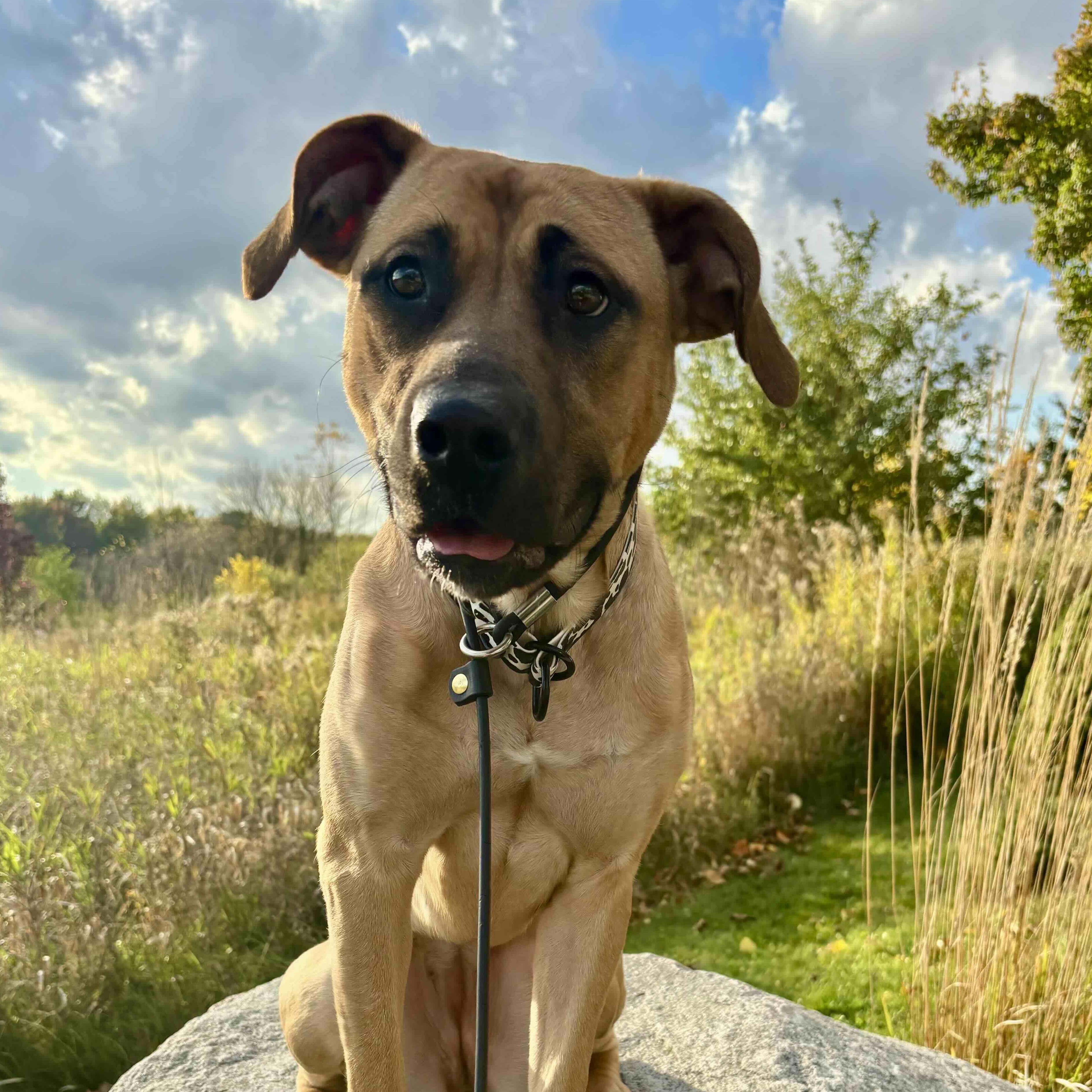 Enlarge Arabella, a Adoptable Mixed Breed in Guelph, ON image 6/6