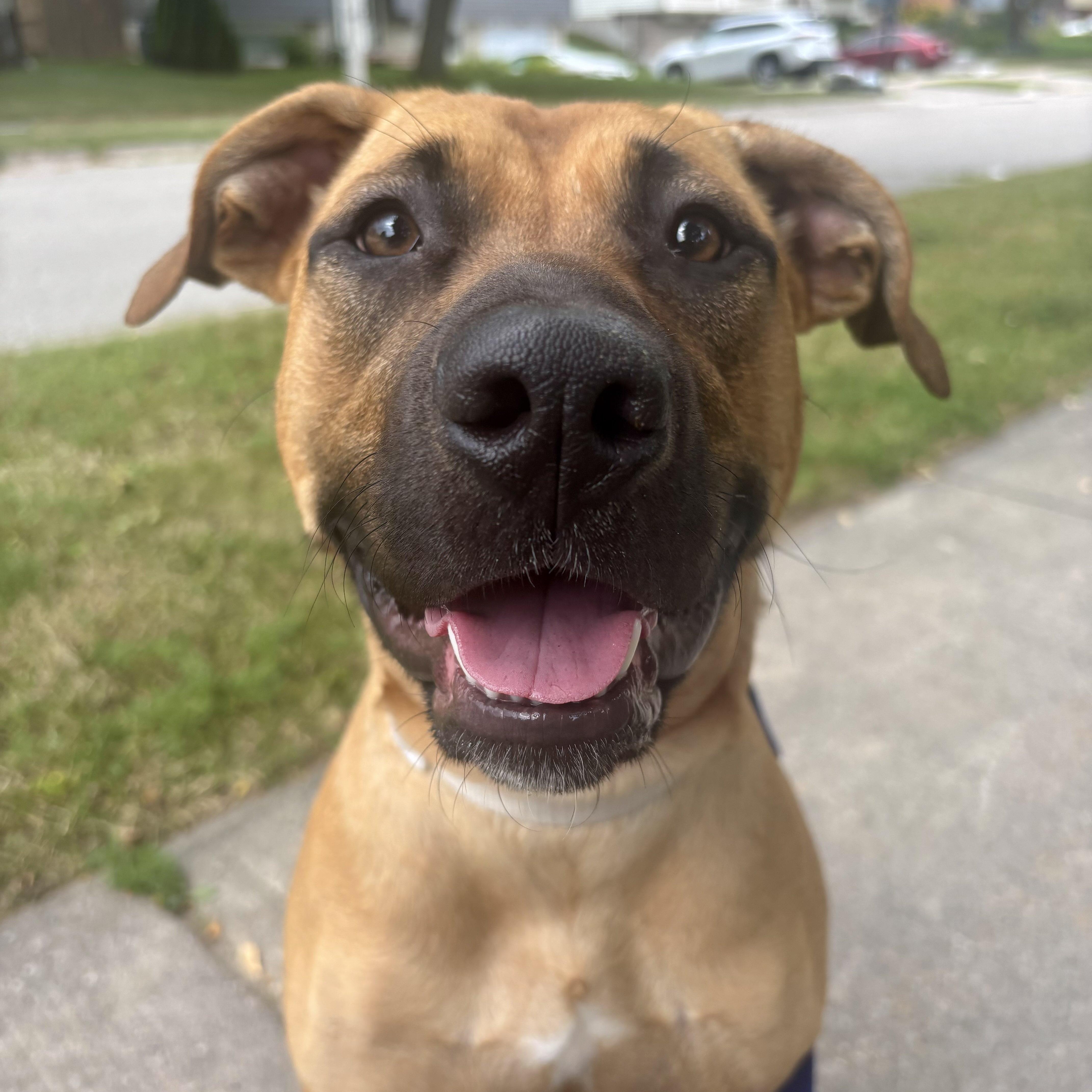 Enlarge Arabella, a Adoptable Mixed Breed in Guelph, ON image 1/6