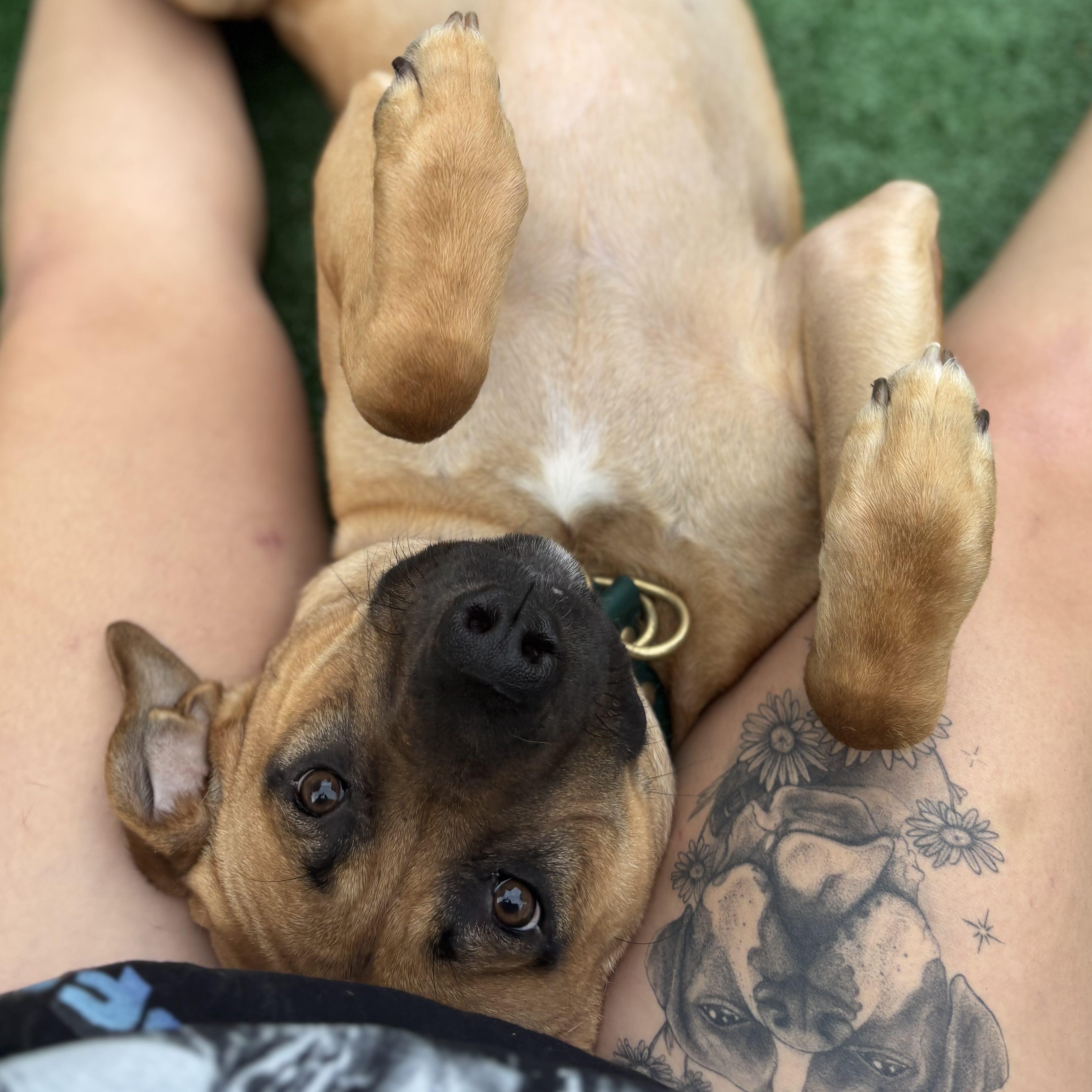 Enlarge Arabella, a Adoptable Mixed Breed in Guelph, ON image 2/6