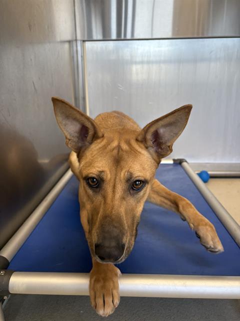 Enlarge KATANA, a Adoptable mixed breed in Haw River, NC image 1/1