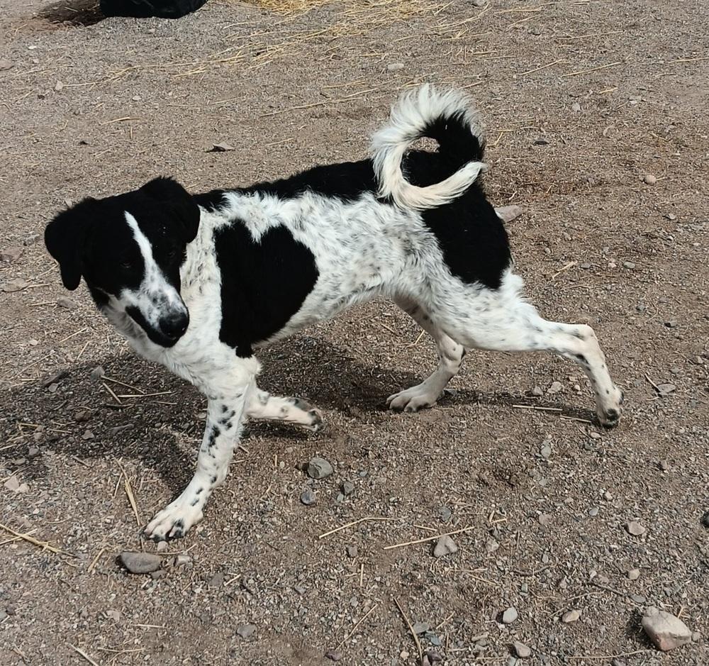 Enlarge Cecee, a Adoptable mixed breed in Challis, ID image 2/6