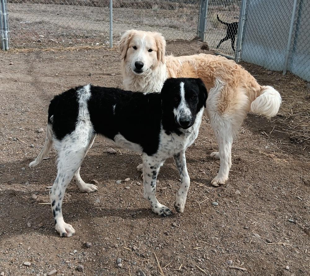 Enlarge Cecee, a Adoptable mixed breed in Challis, ID image 3/6