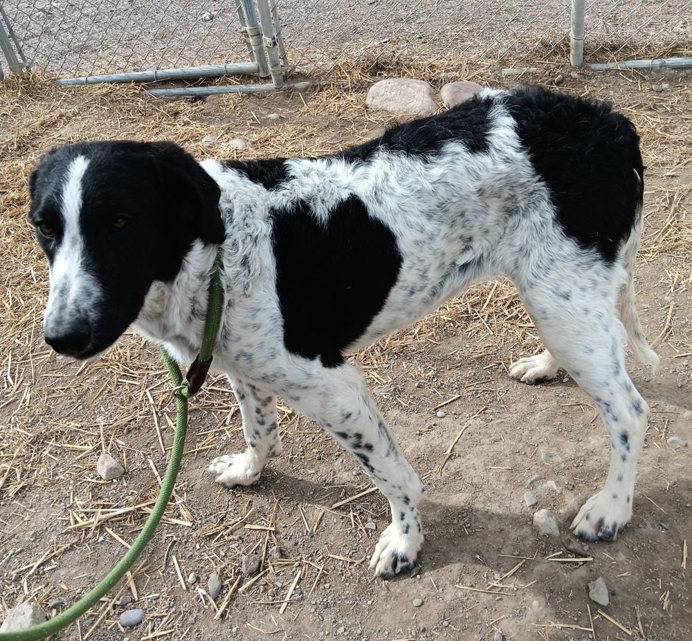 Enlarge Cecee, a Adoptable mixed breed in Challis, ID image 4/6