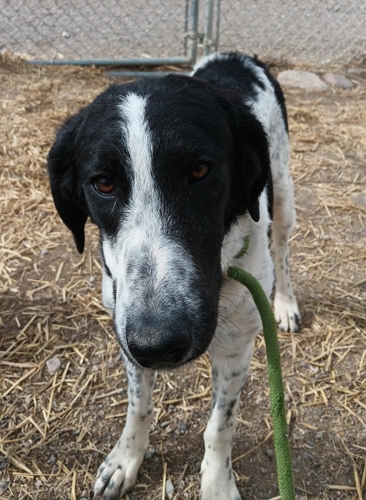 Enlarge Cecee, a Adoptable mixed breed in Challis, ID image 5/6