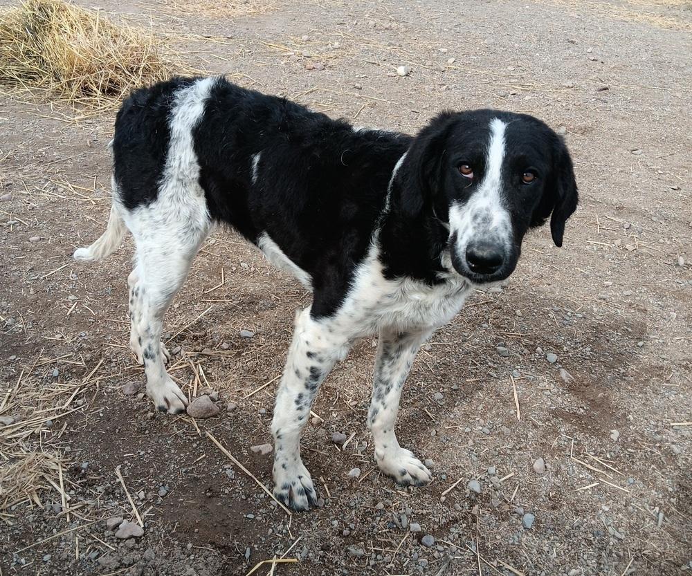 Enlarge Cecee, a Adoptable mixed breed in Challis, ID image 6/6