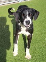 Blaine, ADOPTABLE, Adult Male Mixed Breed.