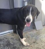 Enlarge Blaine, a ADOPTABLE Mixed Breed in Commerce, TX image 2/3