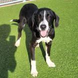 Enlarge Blaine, a ADOPTABLE Mixed Breed in Commerce, TX image 3/3