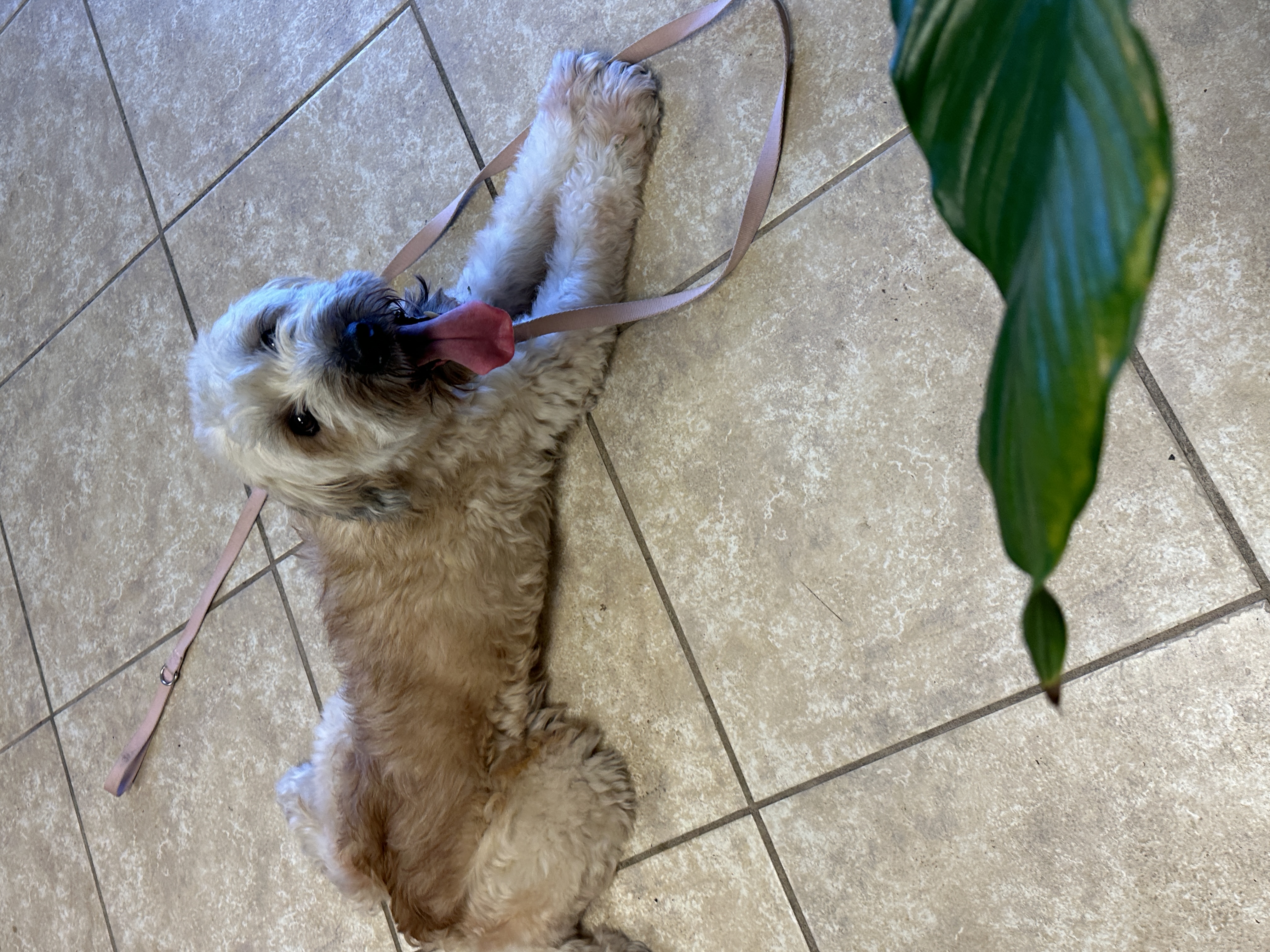 Roxie, Adopted, Senior Female Wheaten Terrier.