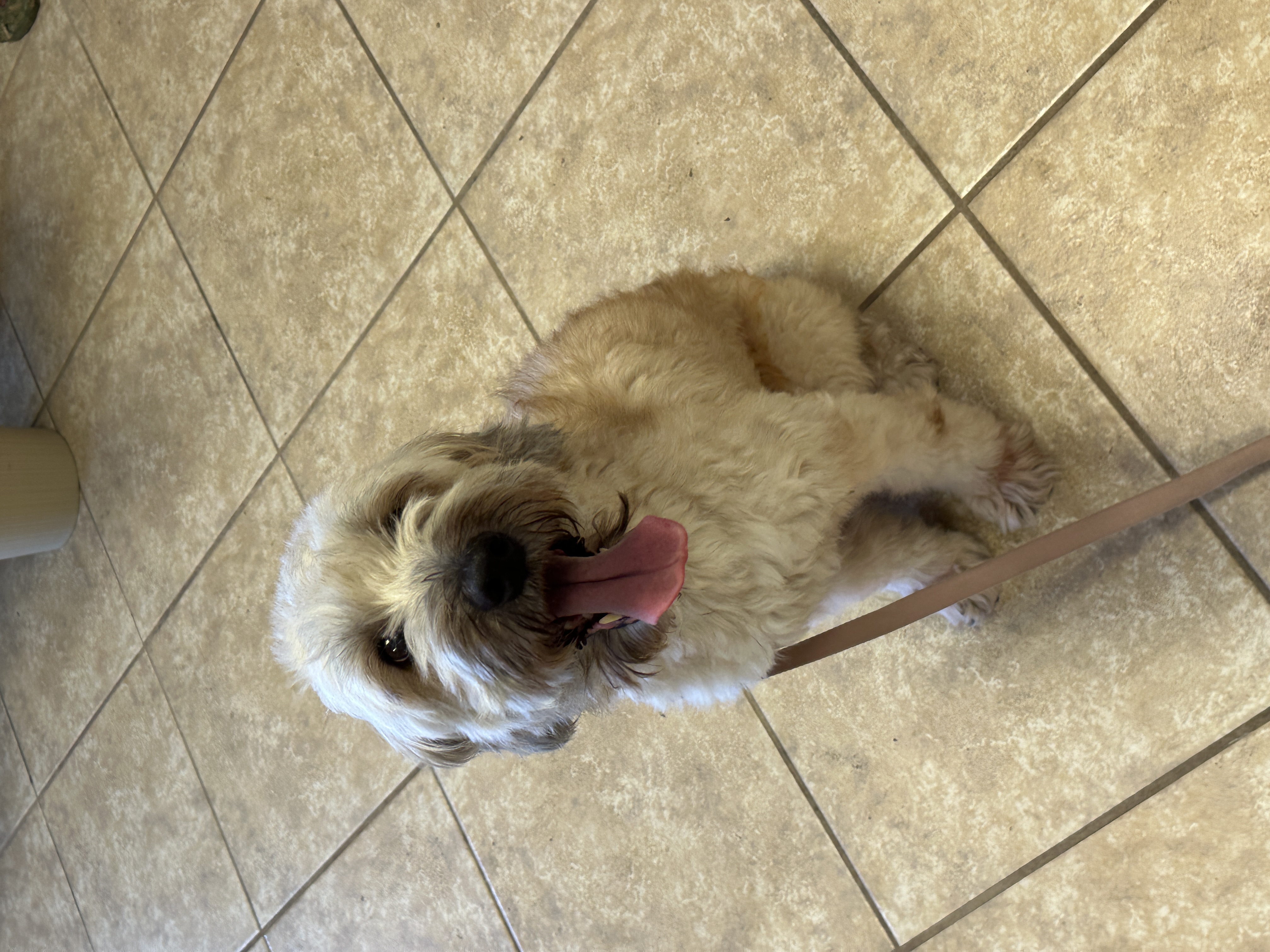 Enlarge Roxie, a Adopted Wheaten Terrier in LEHIGH ACRES, FL image 3/6