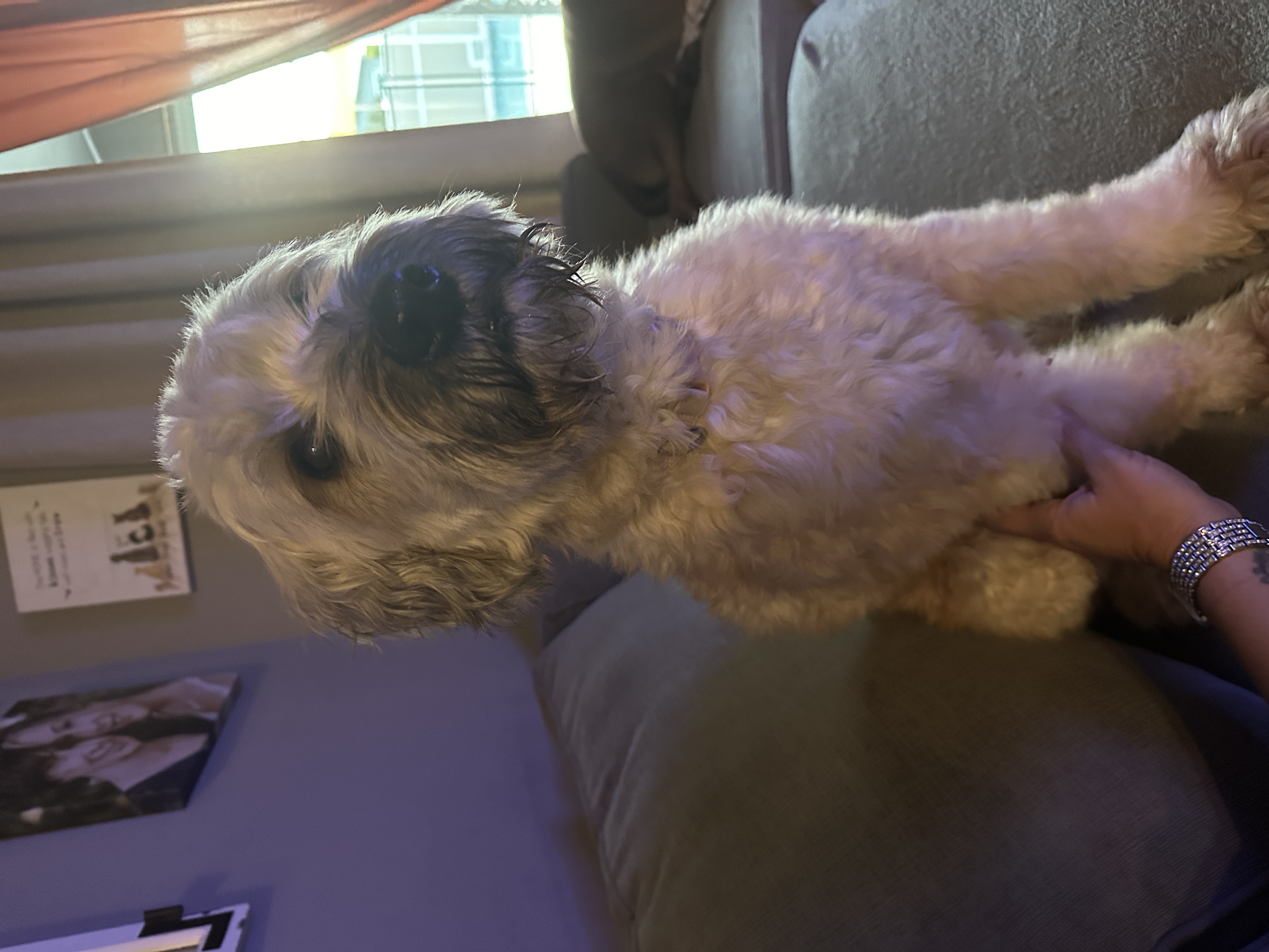 Enlarge Roxie, a Adopted Wheaten Terrier in LEHIGH ACRES, FL image 4/6