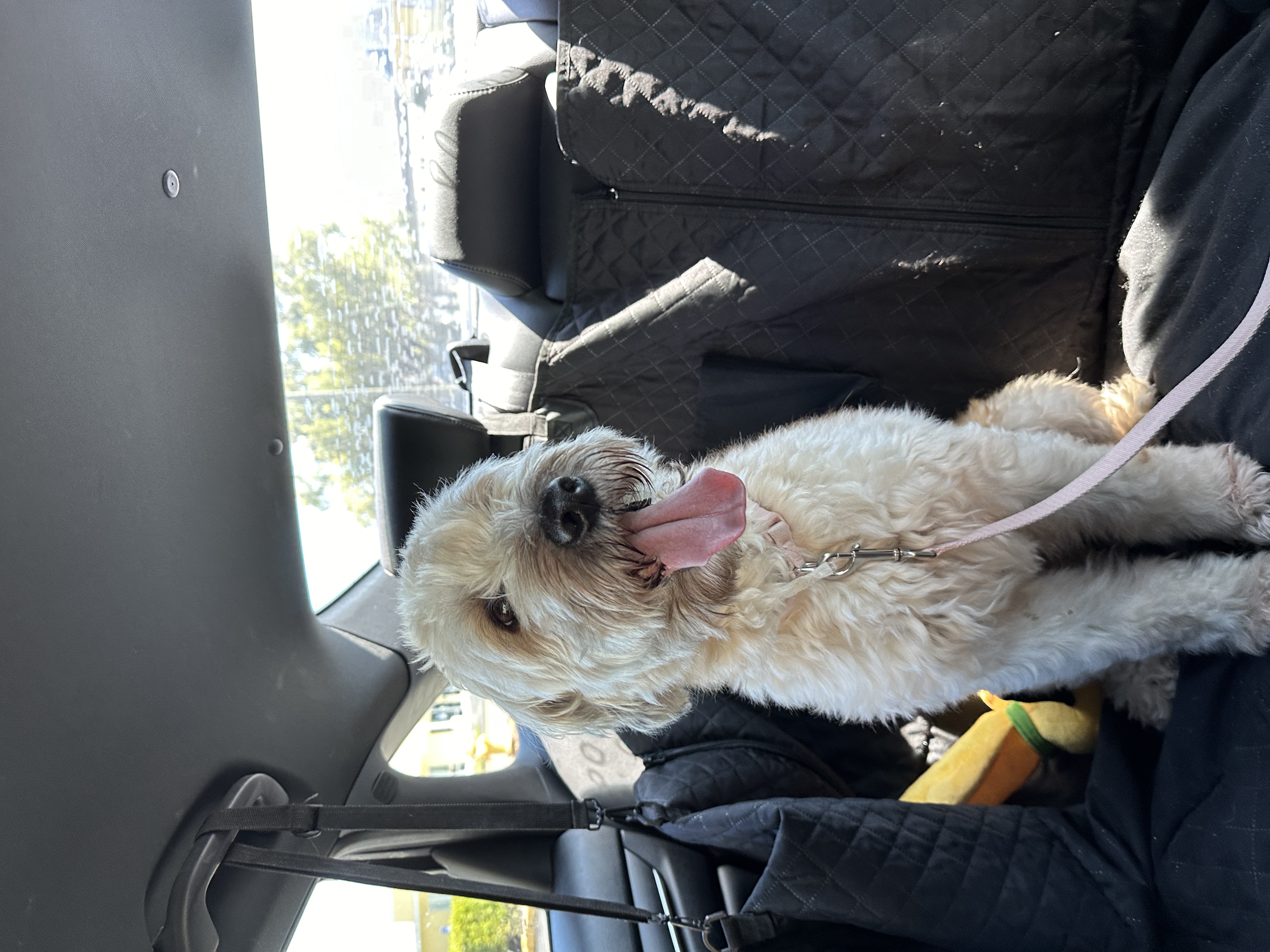 Enlarge Roxie, a Adopted Wheaten Terrier in LEHIGH ACRES, FL image 5/6