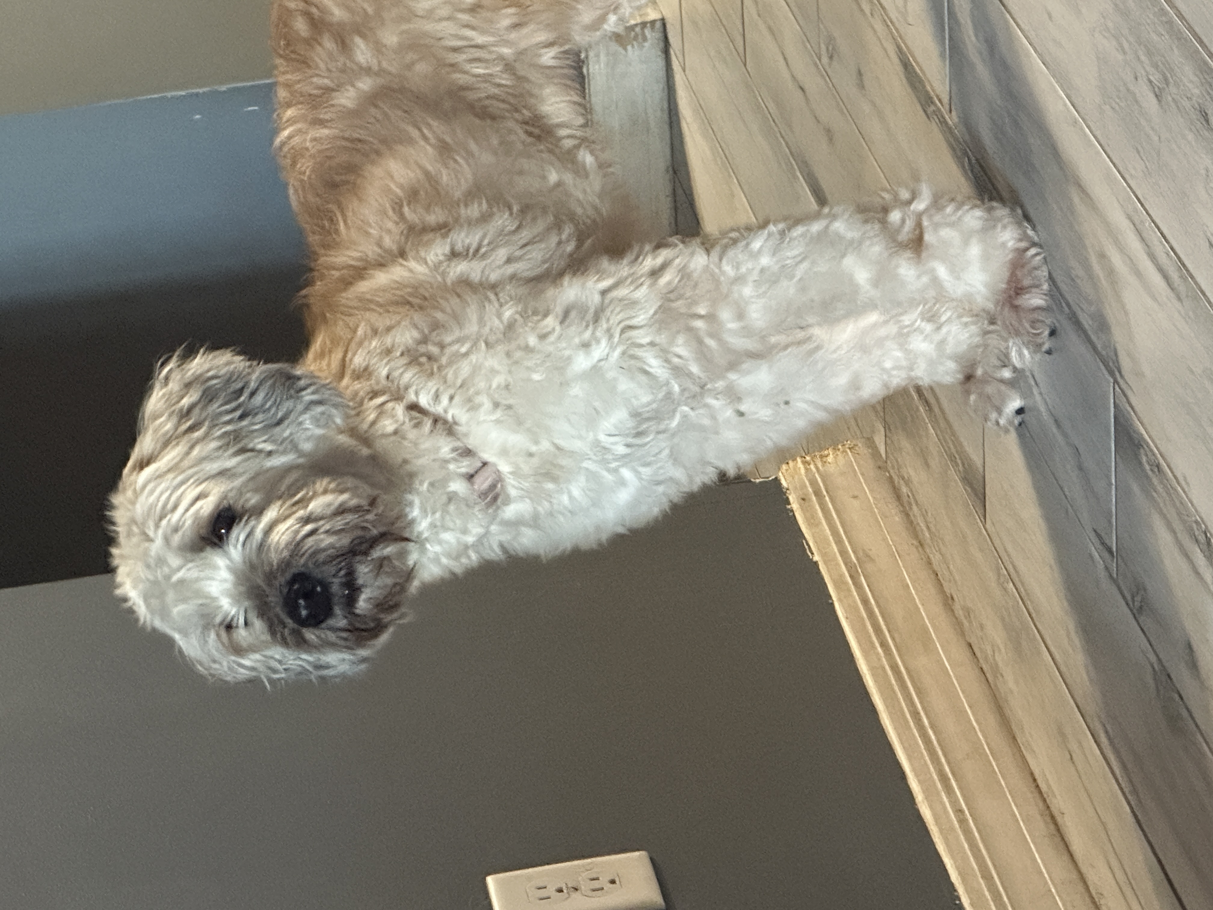 Roxie, Adopted, Senior Female Wheaten Terrier.