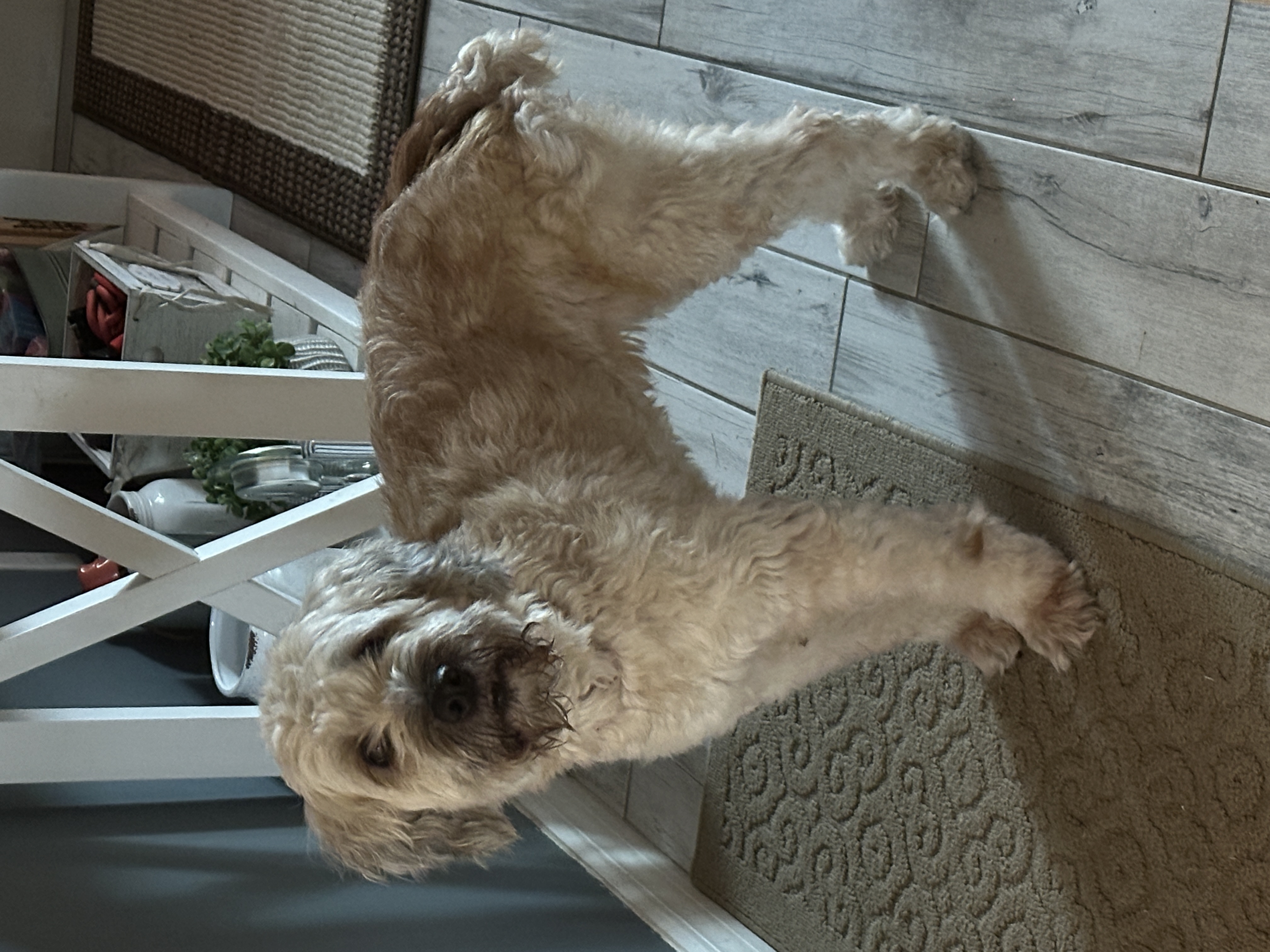 Enlarge Roxie, a Adopted Wheaten Terrier in LEHIGH ACRES, FL image 6/6