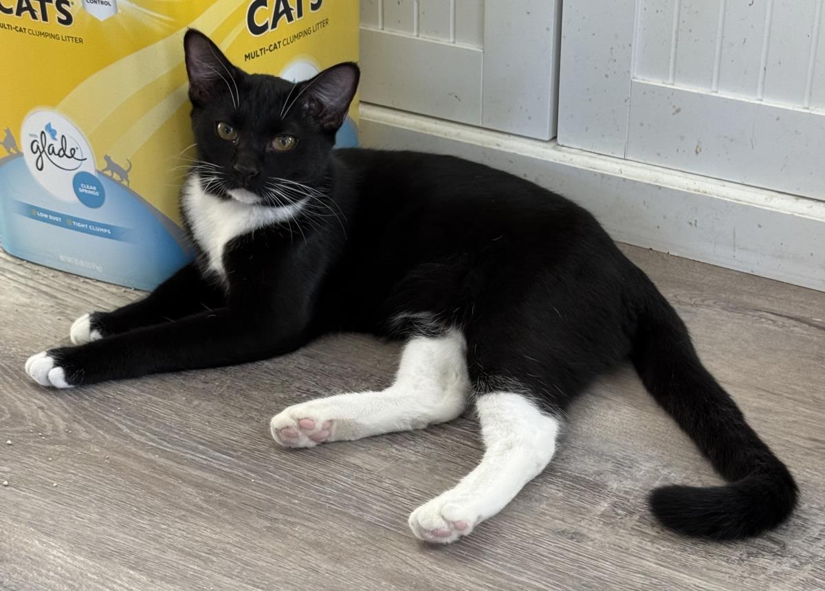 Tiny Toes, Adoptable, Kitten Female Domestic Short Hair & Tuxedo.