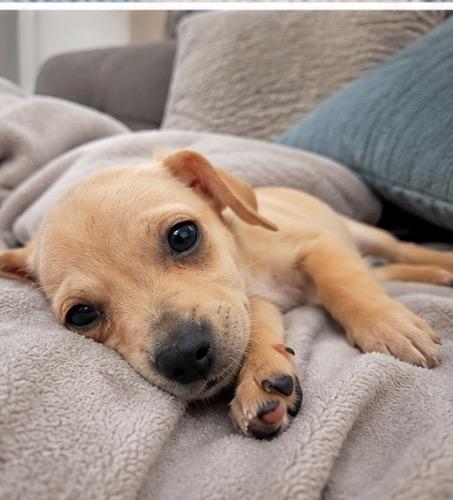 Enlarge Tanner, a ADOPTABLE mixed breed in Corona, CA image 2/3