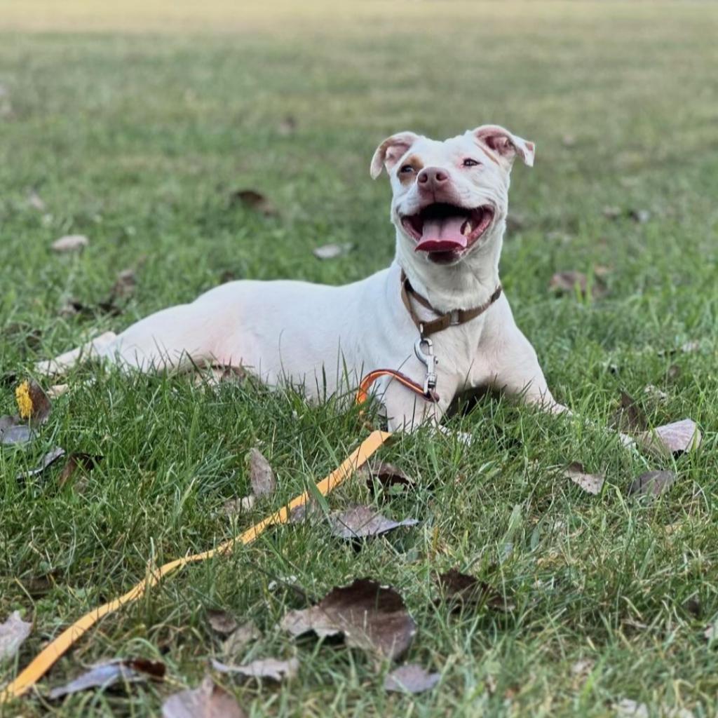 Enlarge Clover -My adoption fee is fully sponsored! Thank you Evan and Callie, a Adoptable Mixed Breed in Wappingers Falls, NY image 1/6
