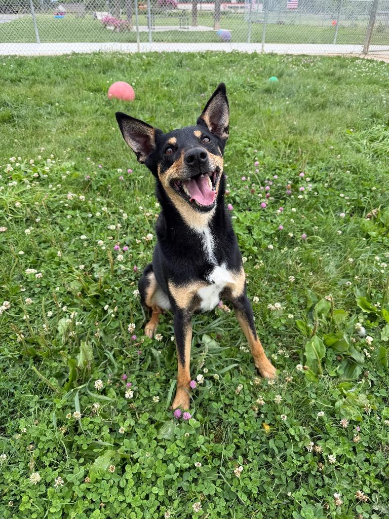 Corey, ADOPTABLE, Young • Male, Australian Kelpie.