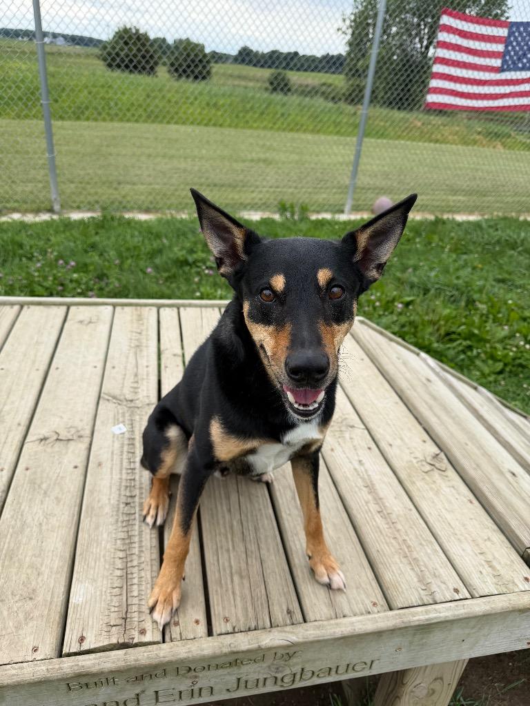 Enlarge Corey, a Adoptable mixed breed in Pierceton, IN image 2/6