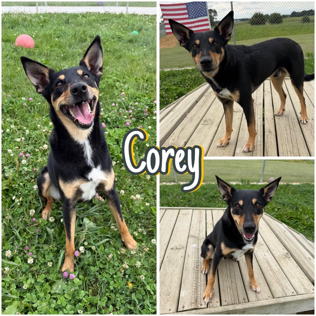 Enlarge Corey, a Adoptable mixed breed in Pierceton, IN image 3/6