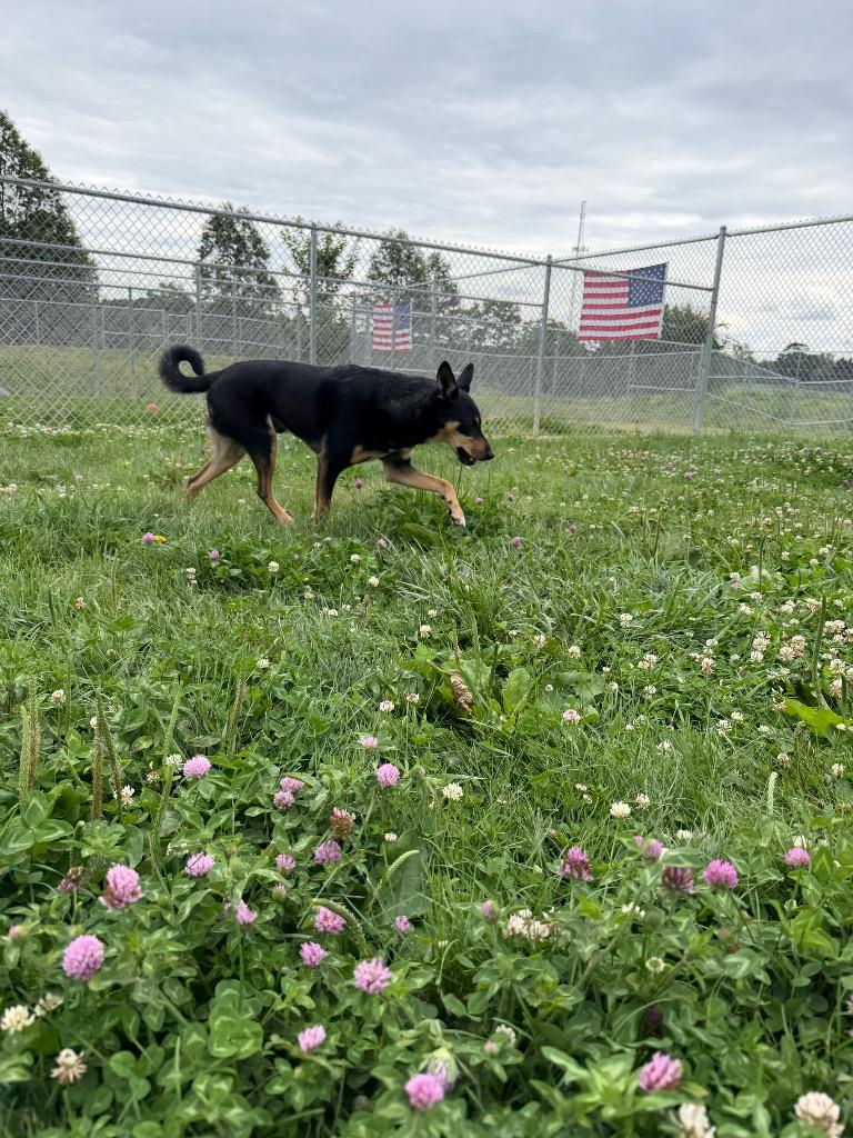 Enlarge Corey, a Adoptable mixed breed in Pierceton, IN image 4/6