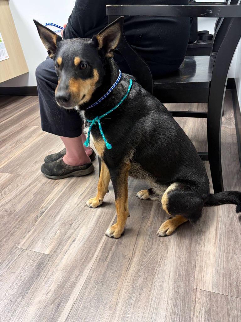 Enlarge Corey, a Adoptable mixed breed in Pierceton, IN image 5/6