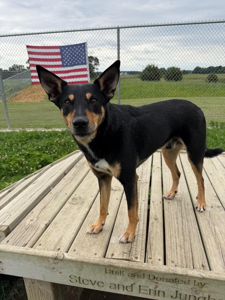 Enlarge Corey, a Adoptable mixed breed in Pierceton, IN image 6/6