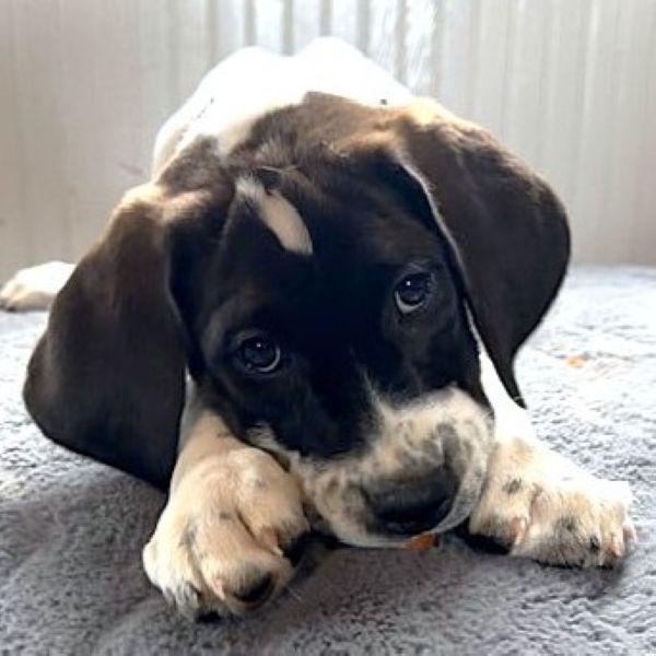 Enlarge Walkman, a Adoptable mixed breed in Fargo, ND image 1/3