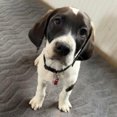 Enlarge Walkman, a Adoptable mixed breed in Fargo, ND image 2/3