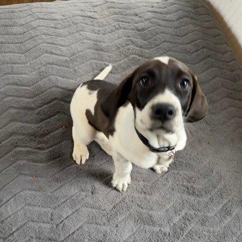 Enlarge Walkman, a Adoptable mixed breed in Fargo, ND image 3/3