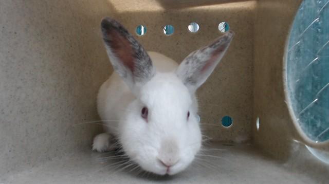Enlarge RASPBERRY, a Adoptable Bunny Rabbit in Downey, CA image 1/1