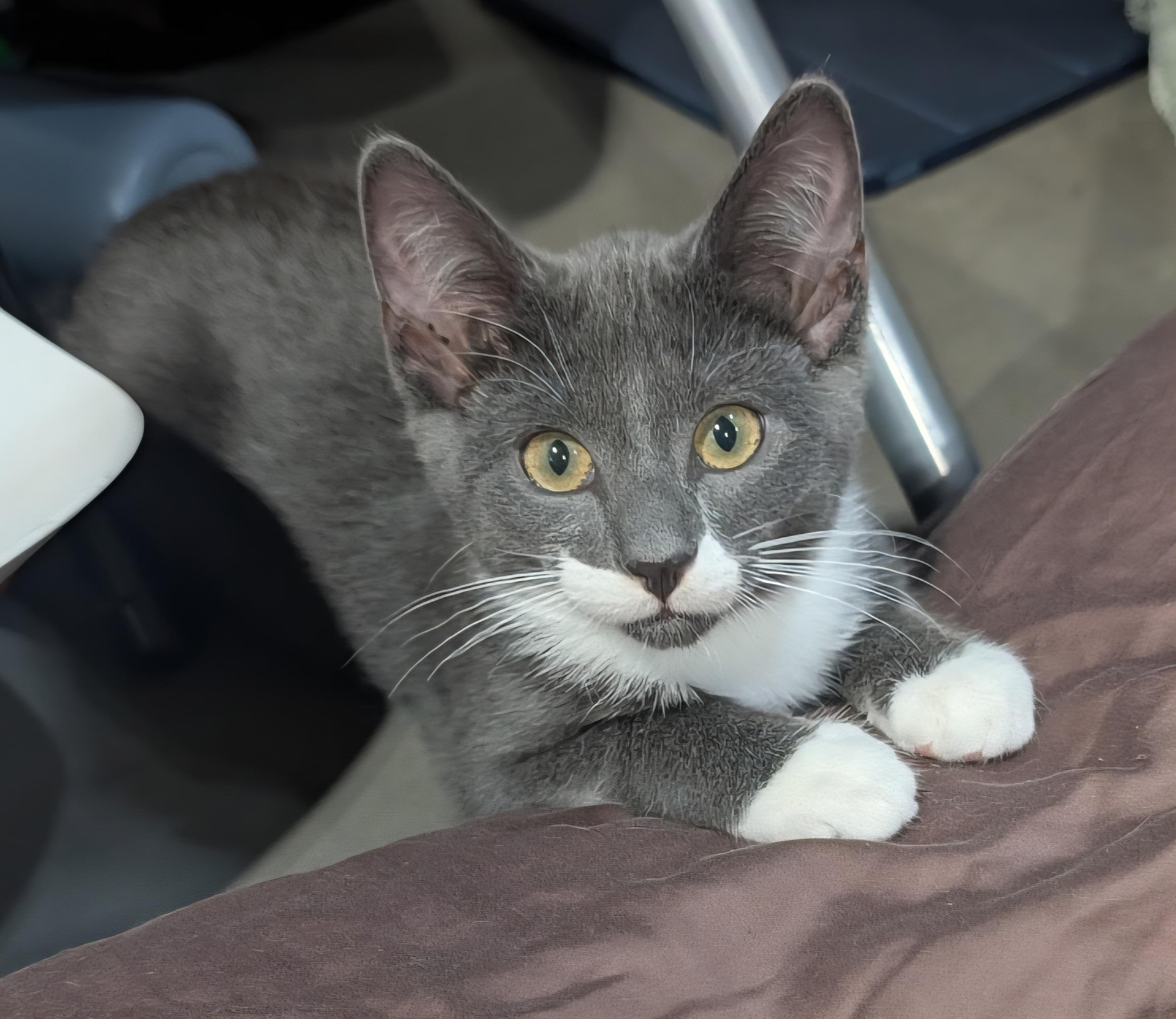 Enlarge Shadow, a Adopted Domestic Short Hair in Blaine, MN image 2/5