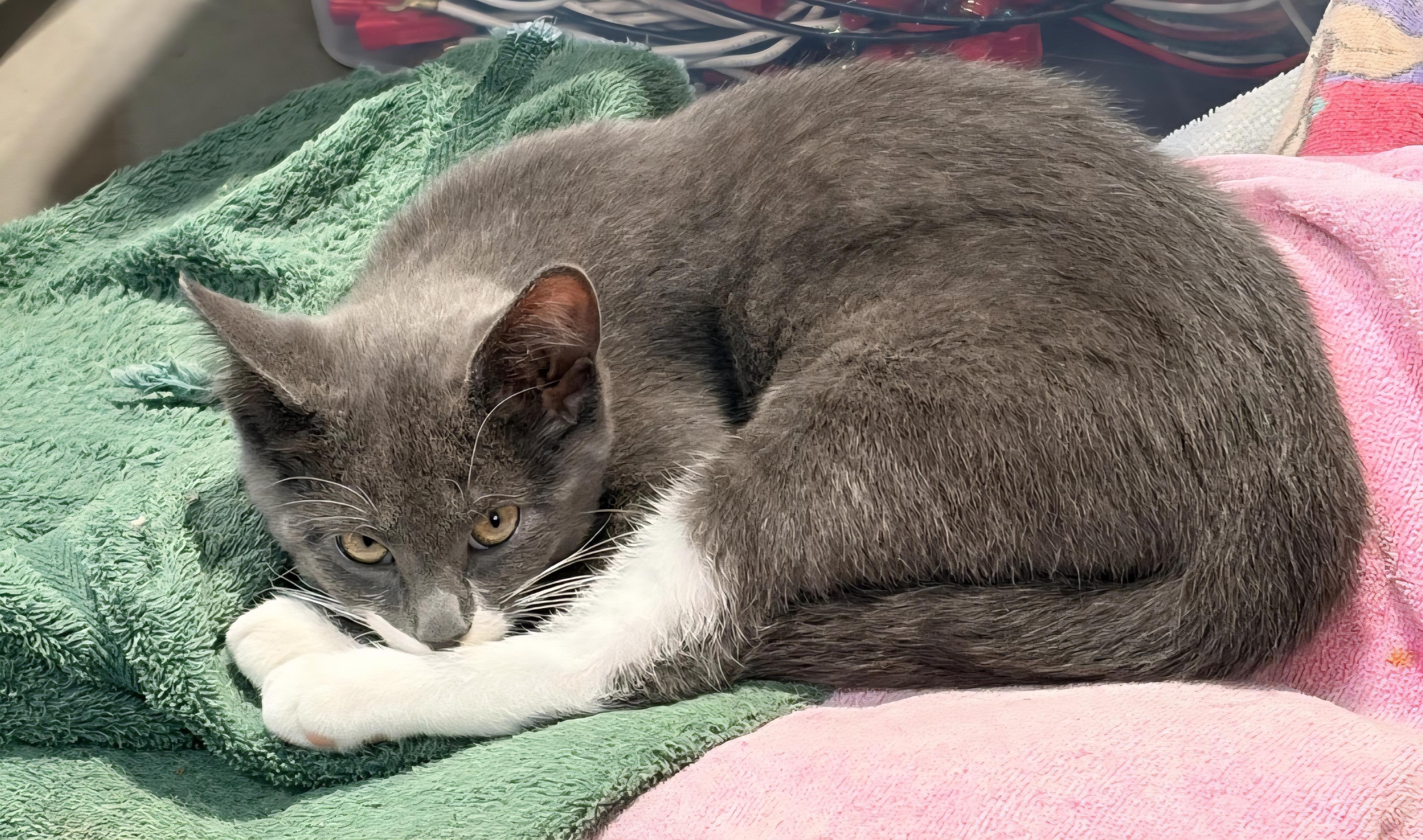 Enlarge Shadow, a Adopted Domestic Short Hair in Blaine, MN image 4/5