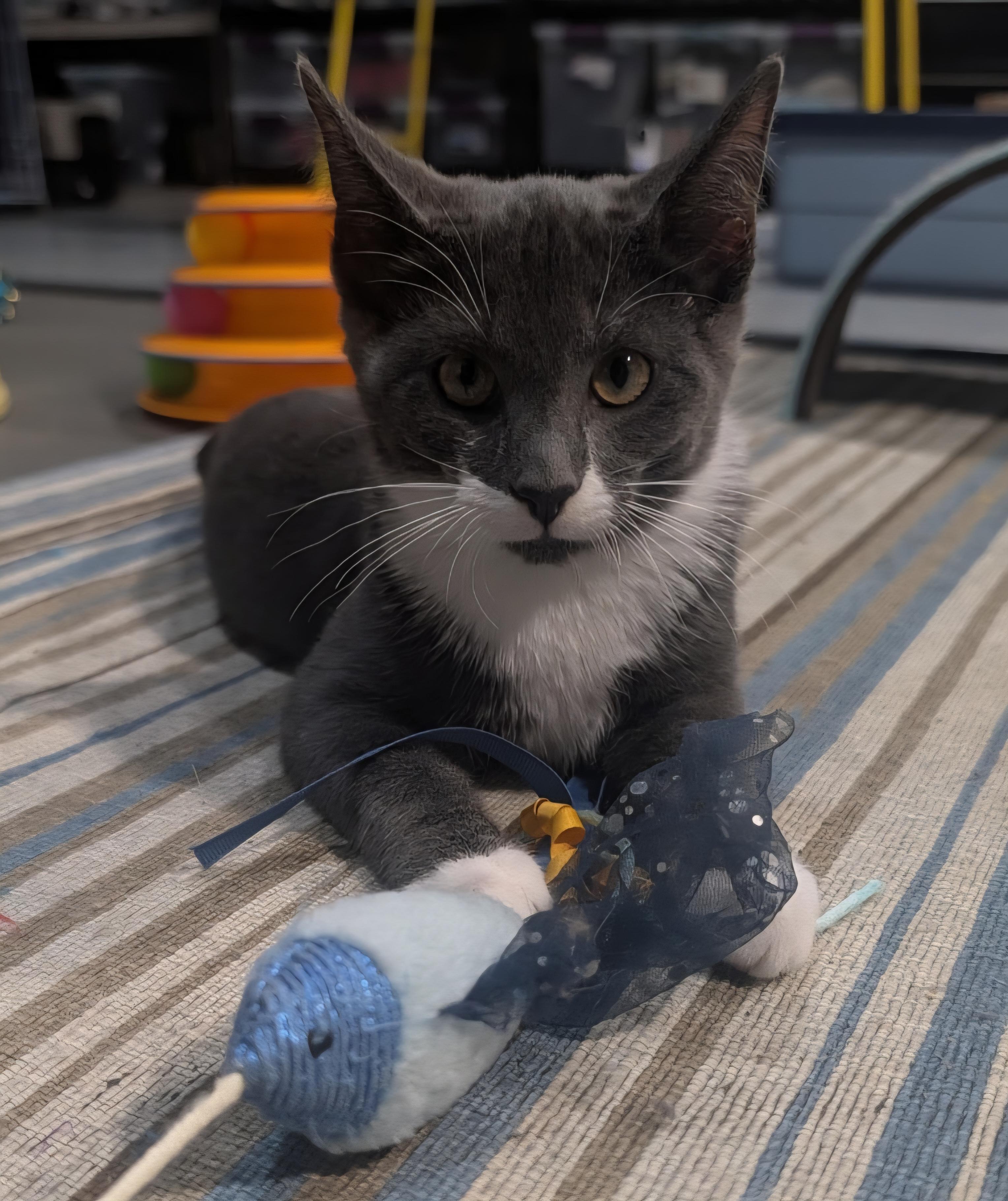 Shadow, Adopted, Kitten Female Domestic Short Hair.